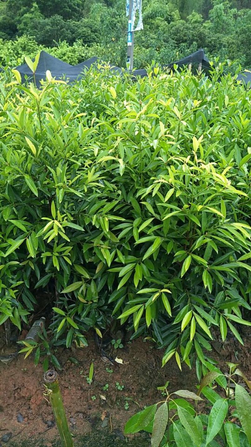 岭南山竹子苗