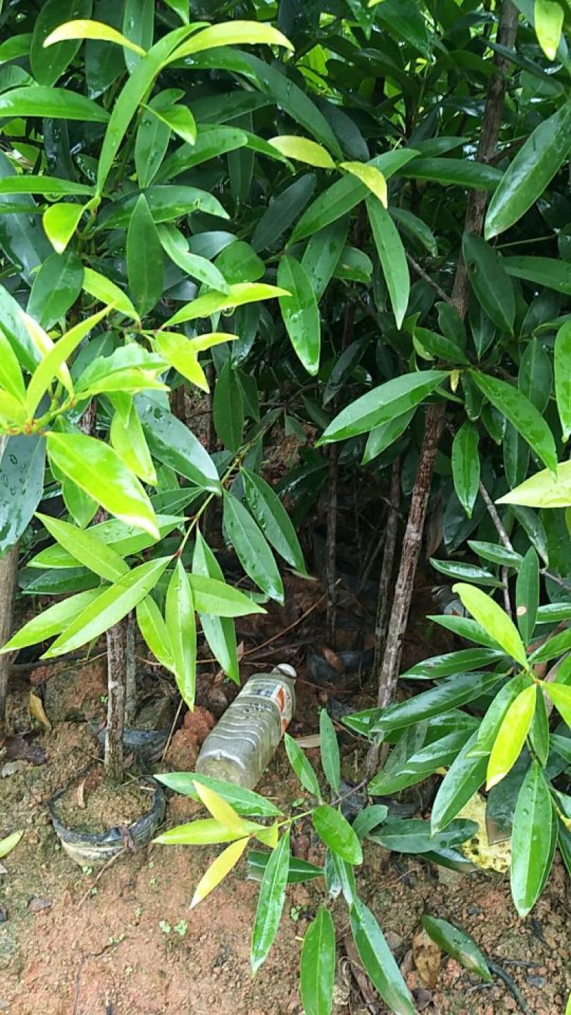 岭南山竹子苗