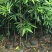 岭南山竹子苗