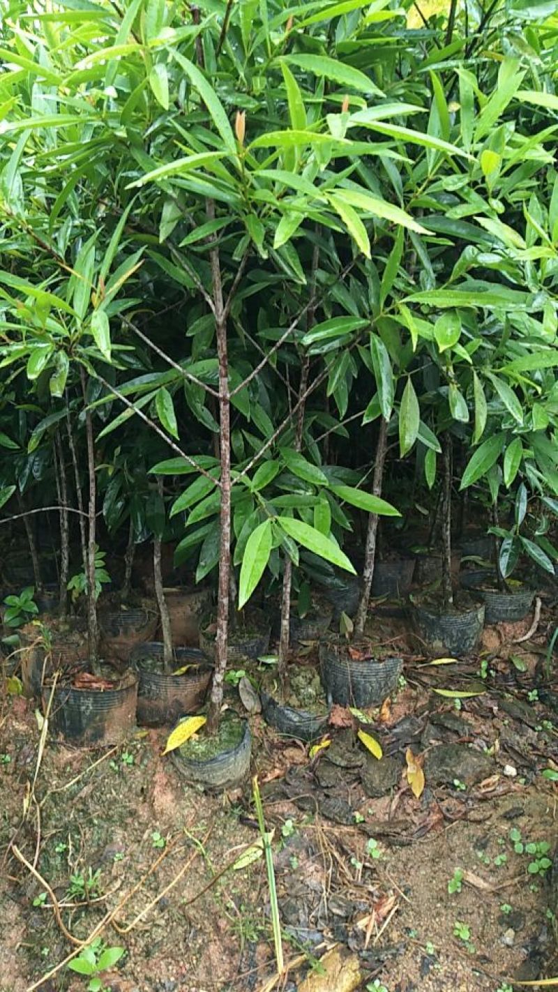 岭南山竹子苗