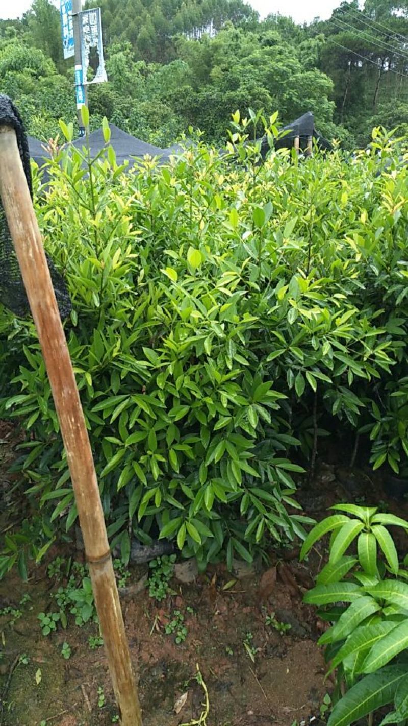 岭南山竹子苗