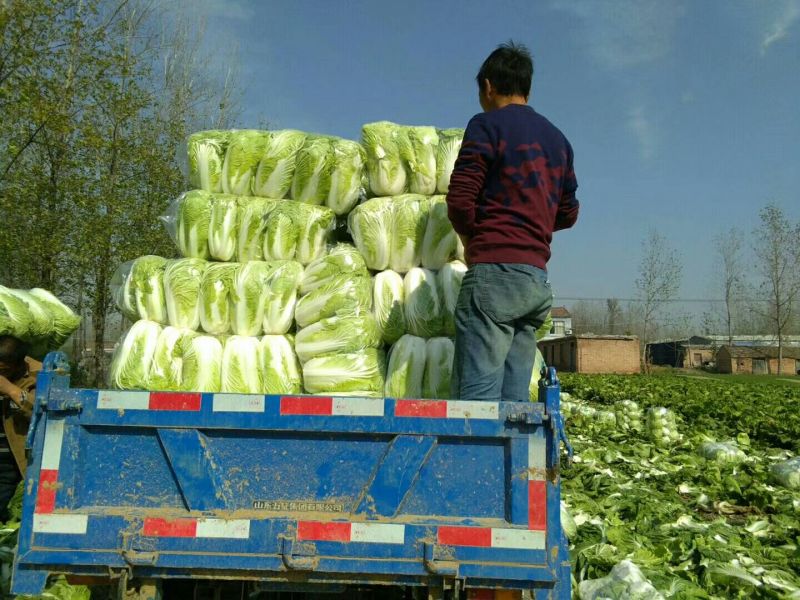 黄心白菜净菜4-6产地诚信经营场地提供。一条龙