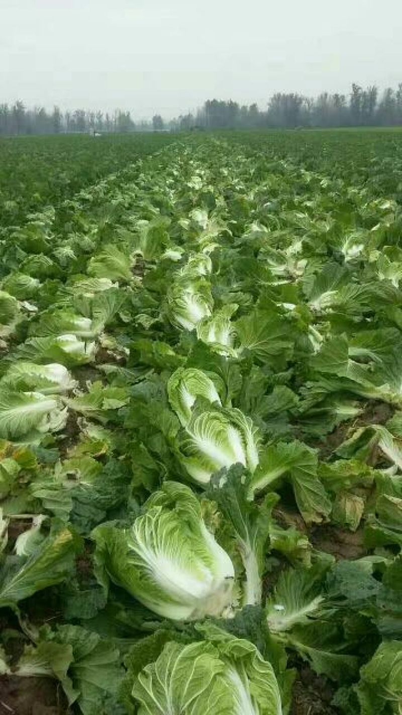 黄心白菜净菜4-6产地诚信经营场地提供。一条龙