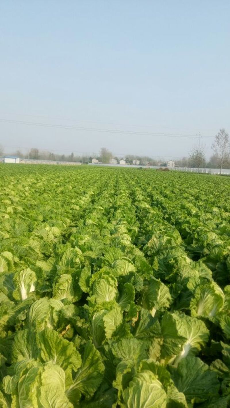 黄心白菜净菜4-6产地诚信经营场地提供。一条龙