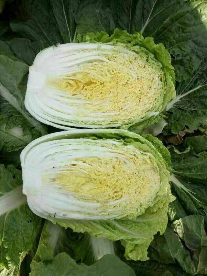黄心白菜净菜4-6产地诚信经营场地提供。一条龙