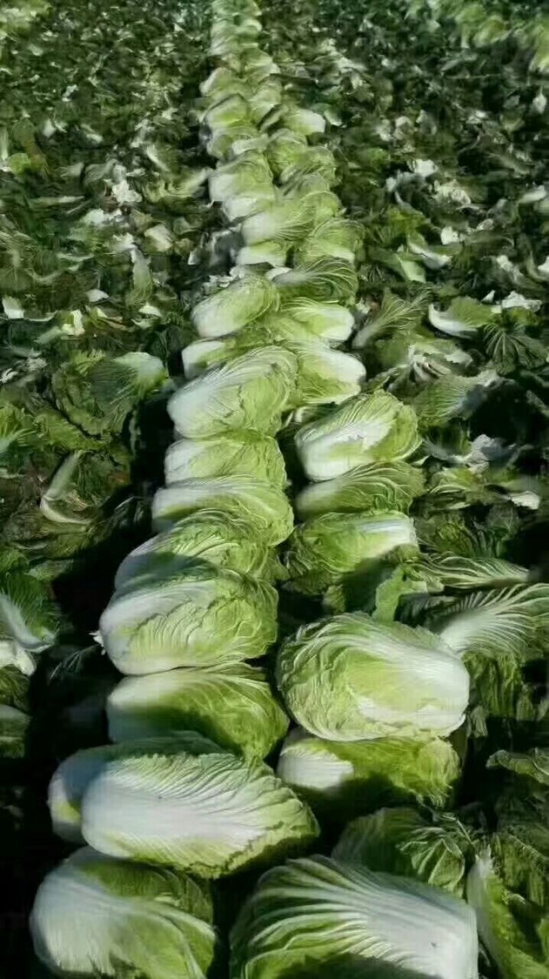 黄心白菜净菜4-6产地诚信经营场地提供。一条龙