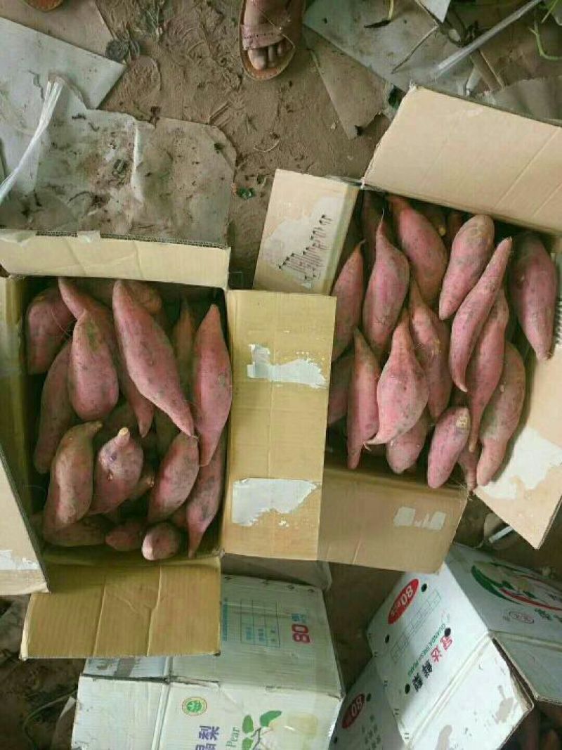 开封龙薯九号红薯3两以上基地直供口感甜糯精品供应