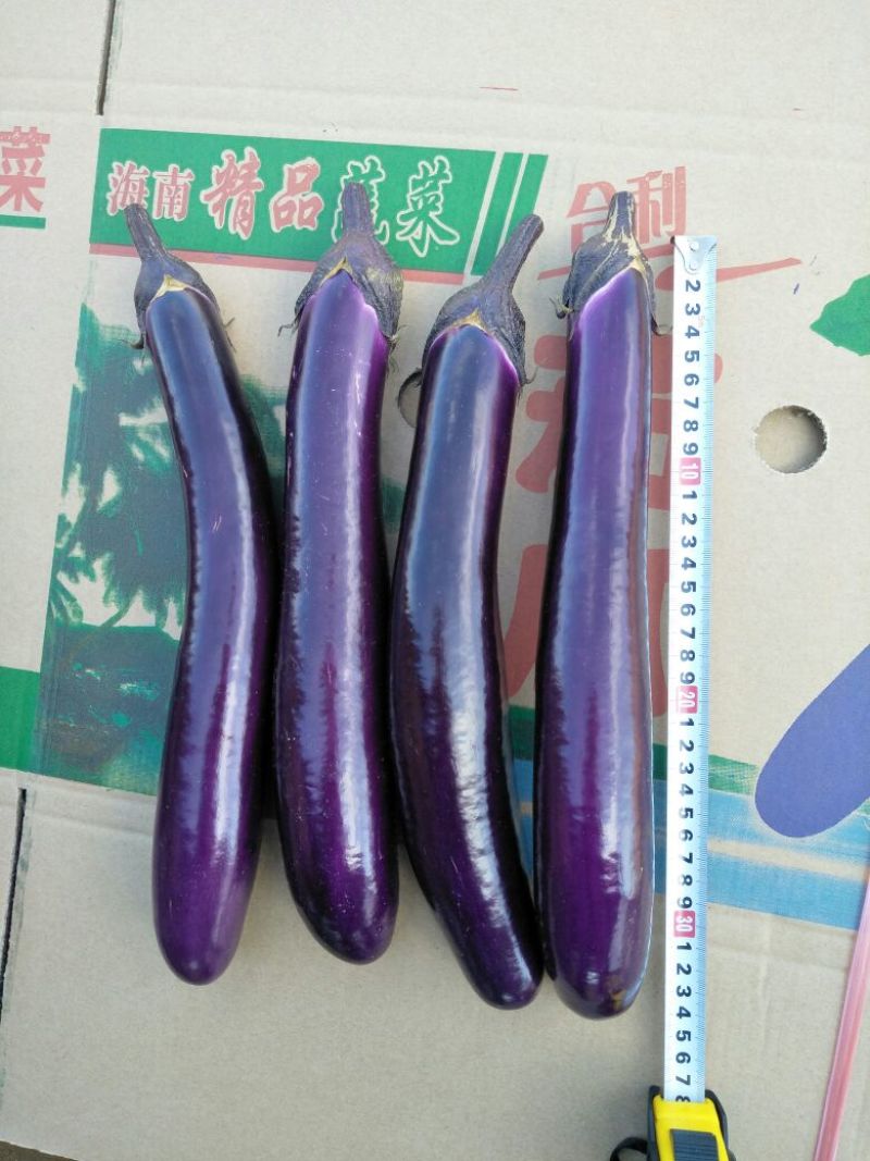 长茄子3两以上