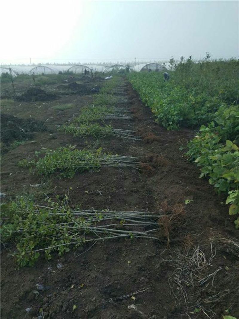 银杏树银杏树占地拆迁树银杏树银杏树