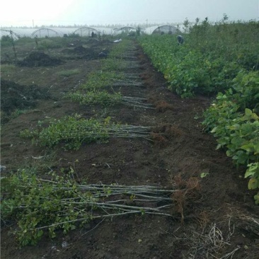 银杏苗银杏树苗占地拆迁树苗银杏树苗白果小苗金叶小苗