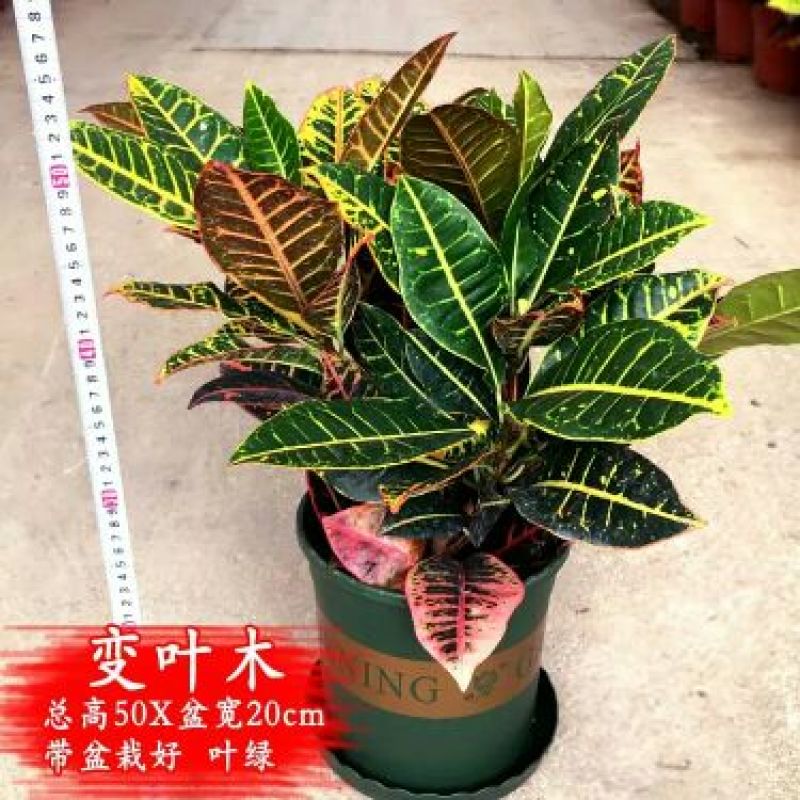 变叶木