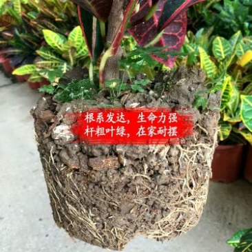 变叶木