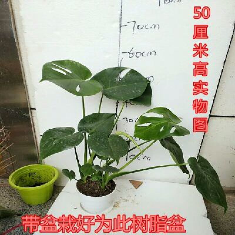 龟背竹