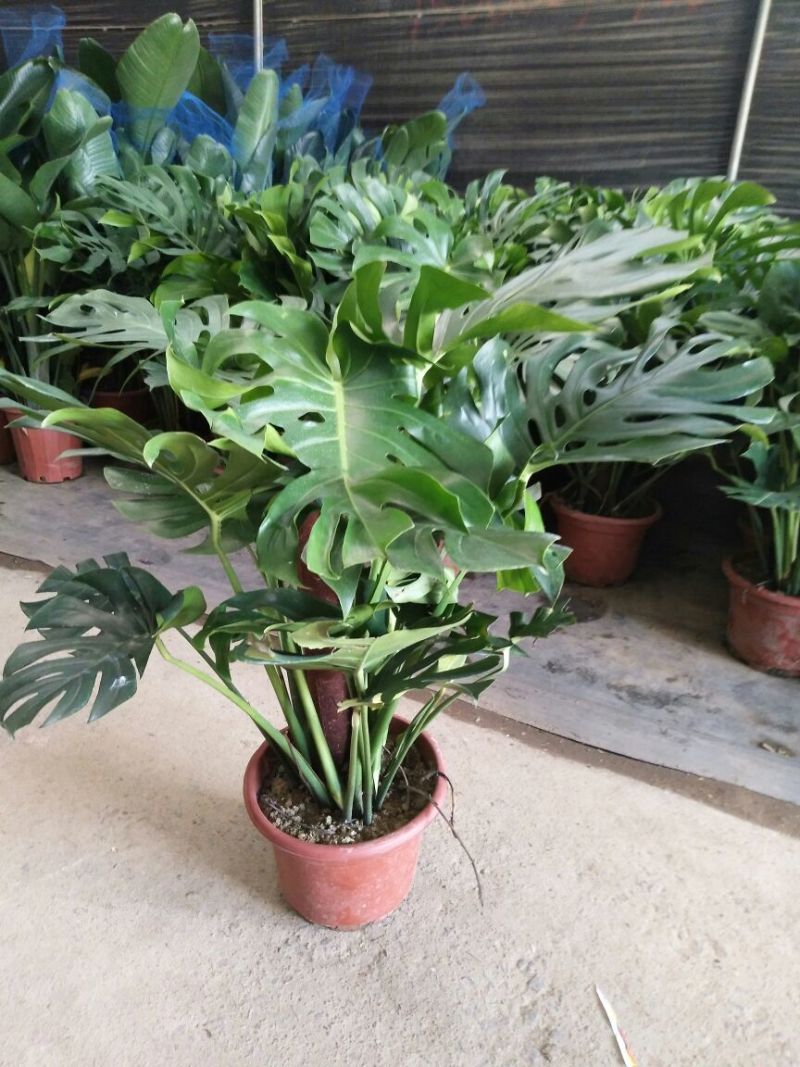 龟背竹