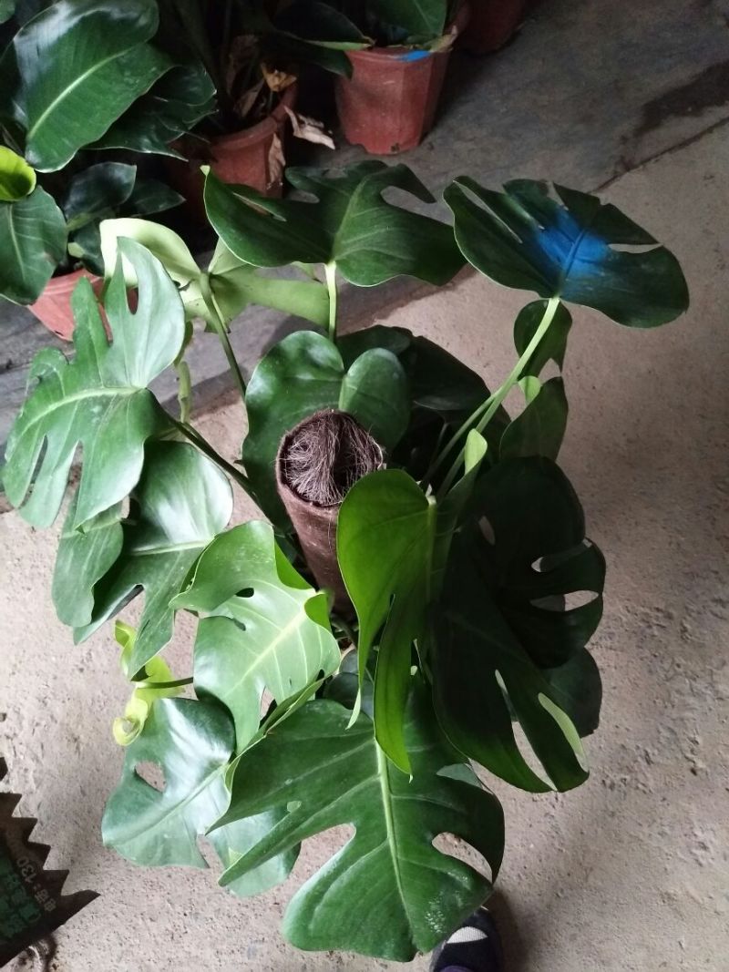 龟背竹