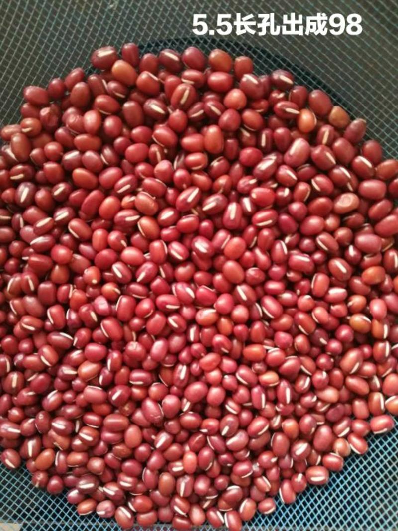 收售红小豆大中小粒加工厂种植技术指导及定单回收