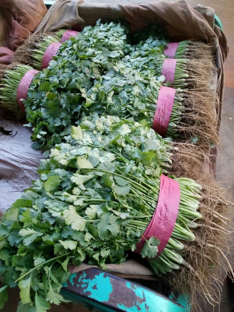 【香菜】河北大叶香菜产地直发可视频看货品质保证