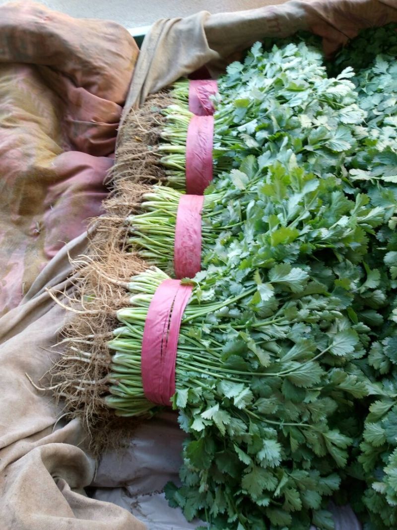 【香菜】河北大叶香菜产地直发可视频看货品质保证
