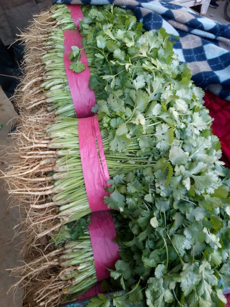 【香菜】河北大叶香菜产地直发可视频看货品质保证