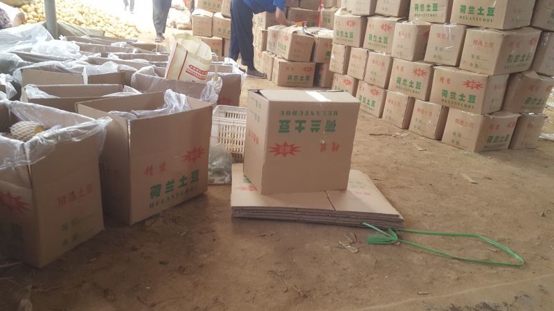 荷兰十五土豆3半斤上精品