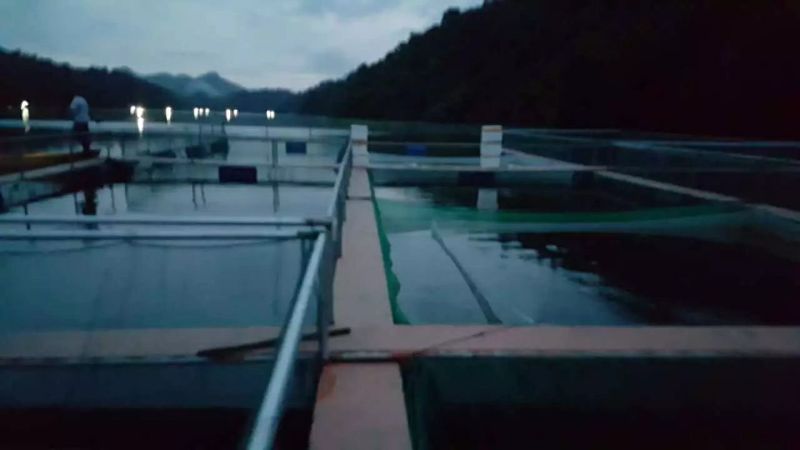 丁桂鱼苗丁贵鱼苗批发绿丁桂鱼苗技术指导基地直供