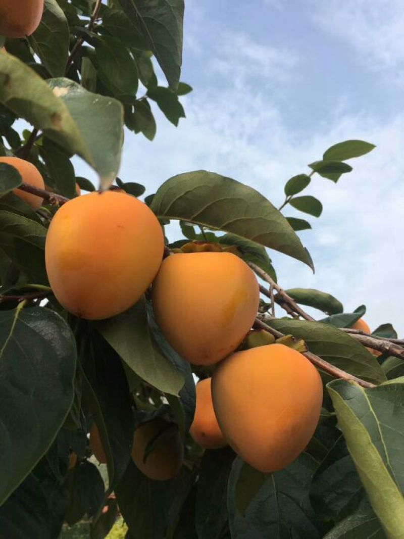 柿饼1~2两