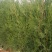 侧柏苗高度80--100--150--200公分杯苗