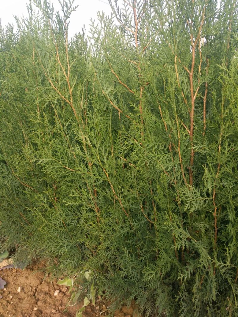 侧柏苗高度80--100--150--200公分杯苗