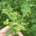 野菊花散装