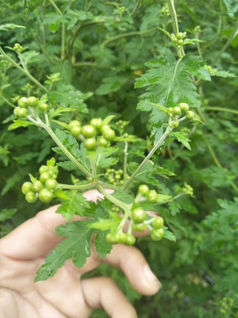 野菊花散装