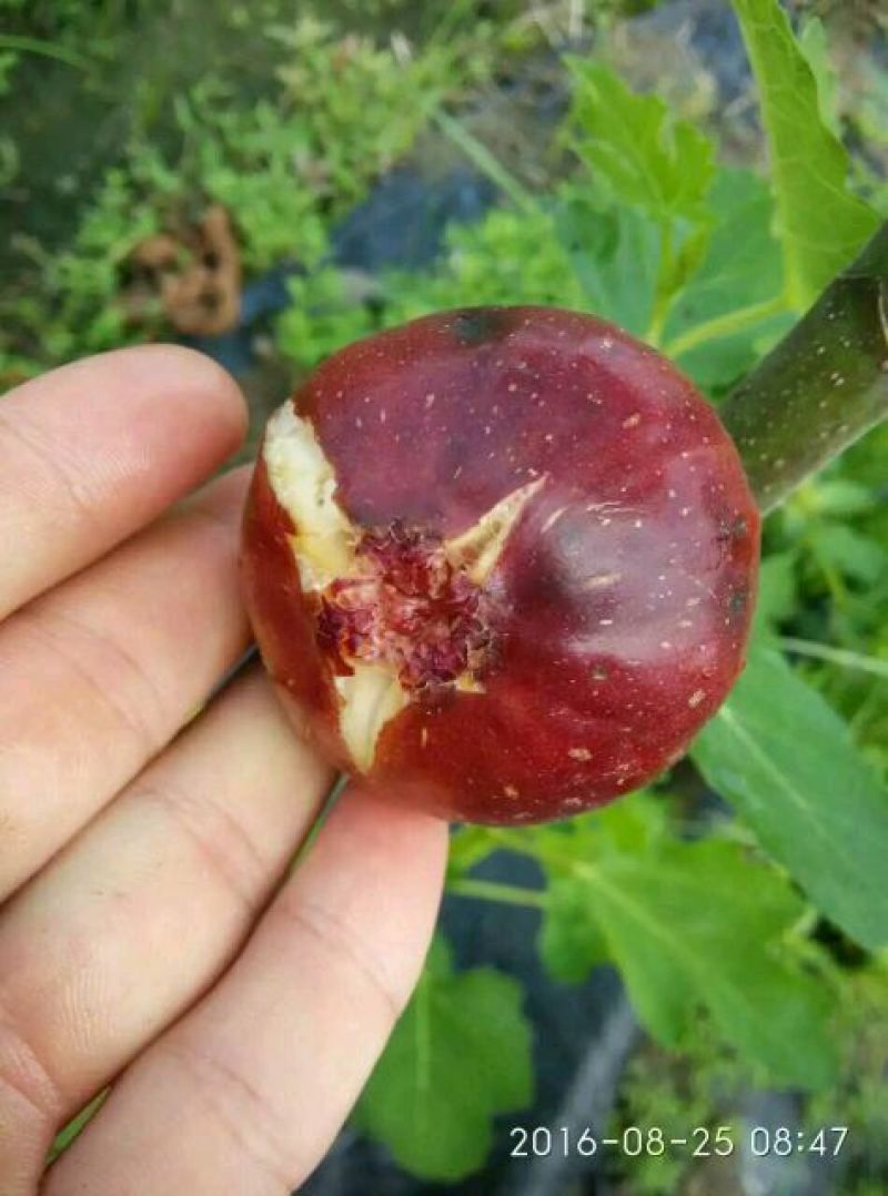 波姬红无花果苗，布兰瑞克，金敖芬无花果苗等10~20cm