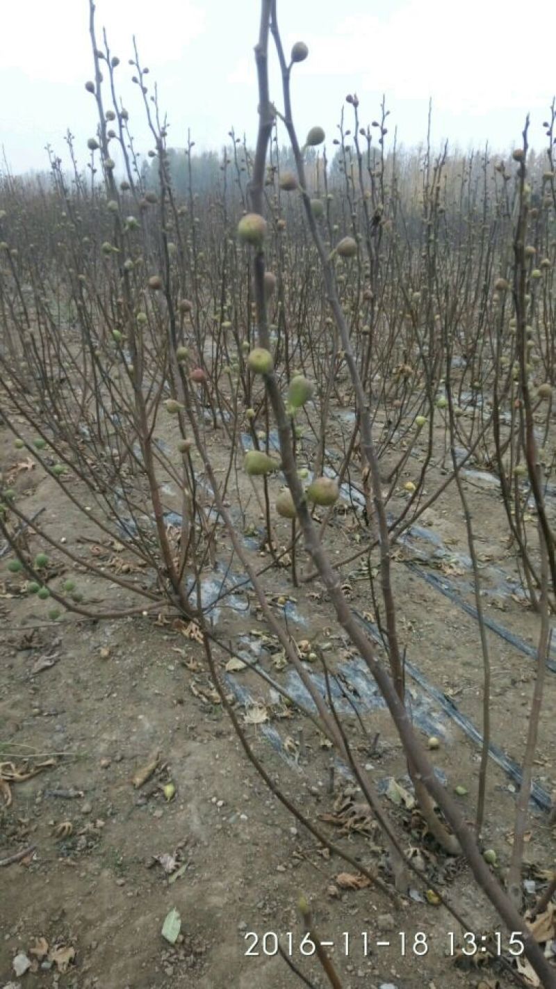 波姬红无花果苗，布兰瑞克，金敖芬无花果苗等10~20cm