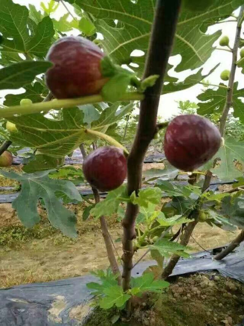波姬红无花果苗，布兰瑞克，金敖芬无花果苗等10~20cm