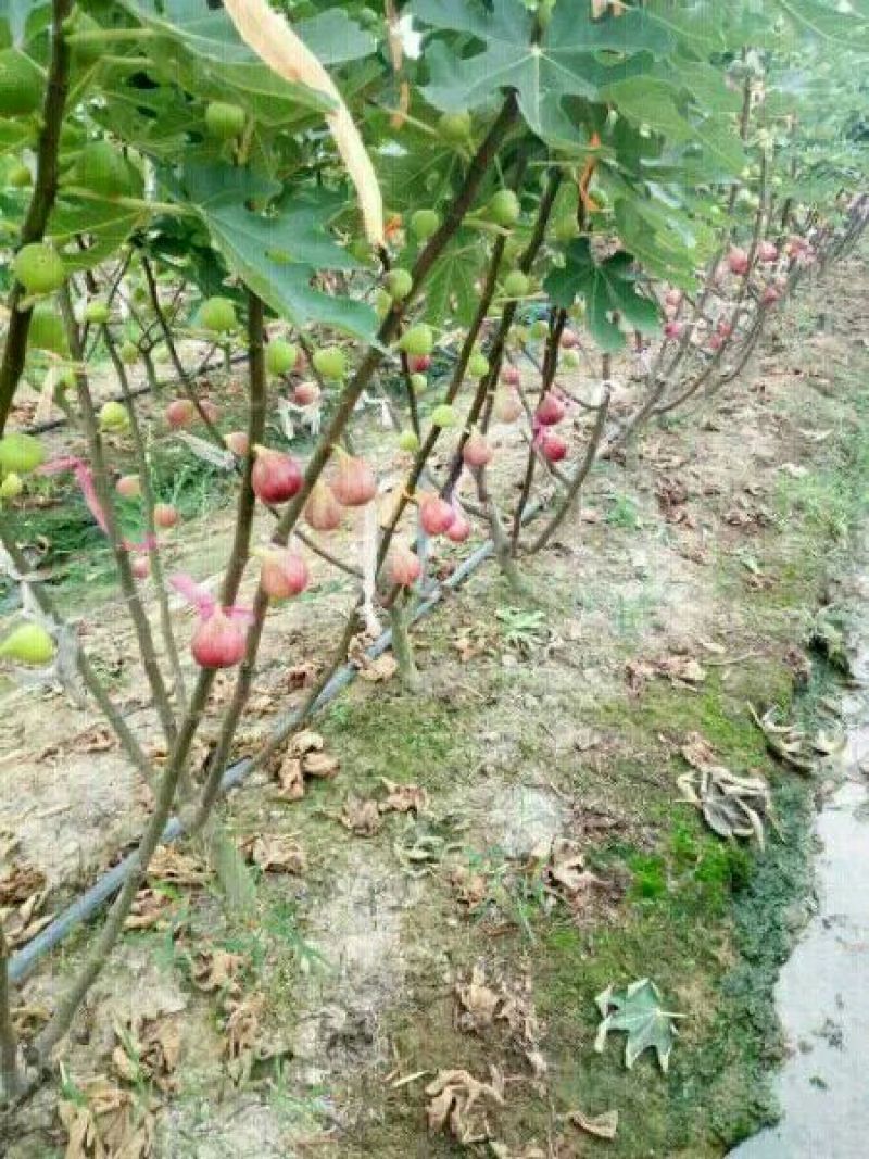 波姬红无花果苗，布兰瑞克，金敖芬无花果苗等10~20cm