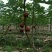 波姬红无花果苗，布兰瑞克，金敖芬无花果苗等10~20cm