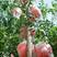 红如意石榴苗品种保真，提供种植技术保湿邮寄