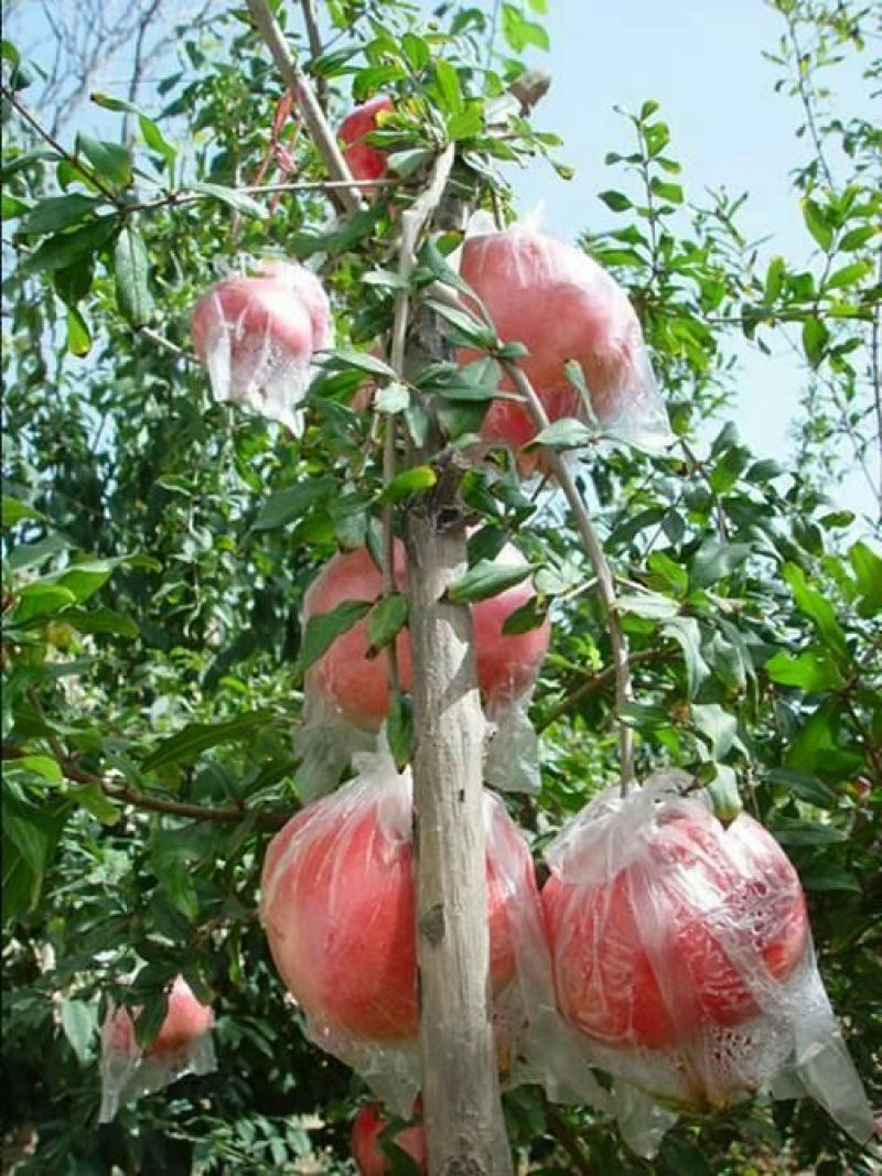 红如意石榴苗品种保真，提供种植技术保湿邮寄
