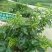 花椒苗1~2年大红袍花椒苗，无刺花椒苗等