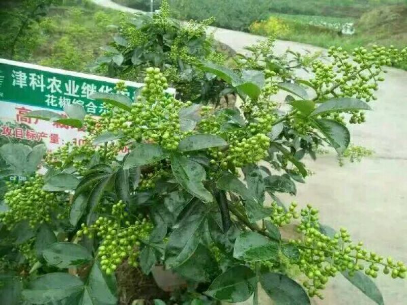 花椒苗1~2年大红袍花椒苗，无刺花椒苗等
