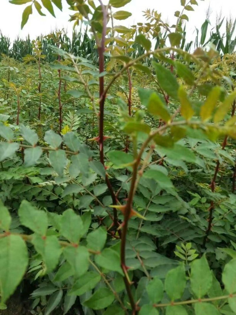 花椒苗1~2年大红袍花椒苗，无刺花椒苗等
