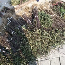 花椒苗1~2年大红袍花椒苗，无刺花椒苗等