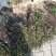 花椒苗1~2年大红袍花椒苗，无刺花椒苗等