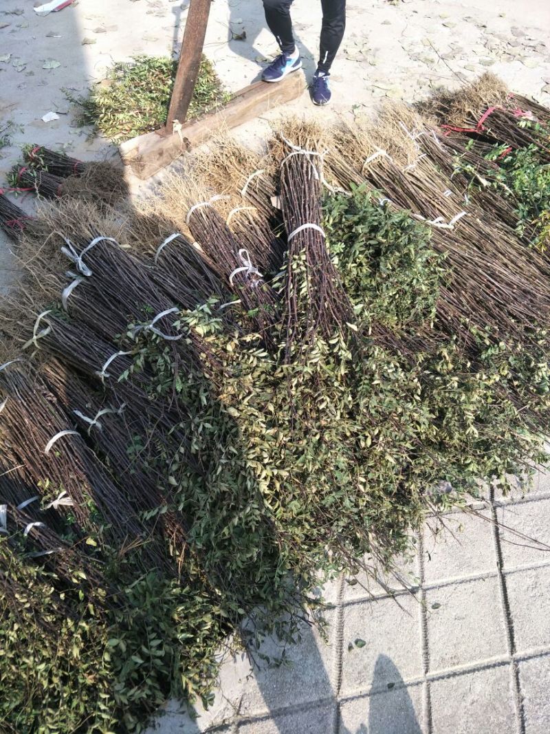 花椒苗1~2年大红袍花椒苗，无刺花椒苗等