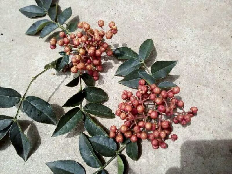 花椒苗1~2年大红袍花椒苗，无刺花椒苗等