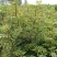 花椒苗1~2年大红袍花椒苗，无刺花椒苗等