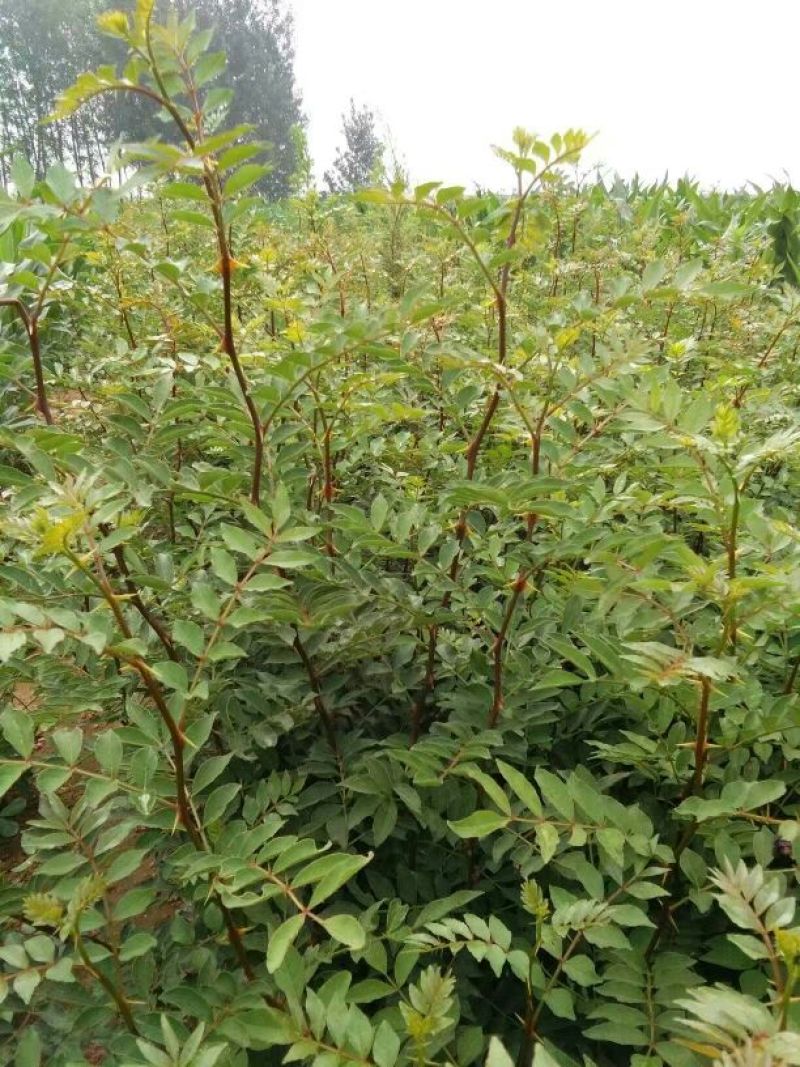 花椒苗1~2年大红袍花椒苗，无刺花椒苗等