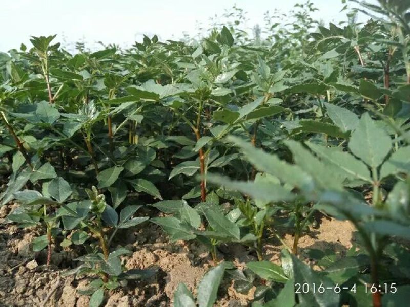 花椒苗1~2年大红袍花椒苗，无刺花椒苗等