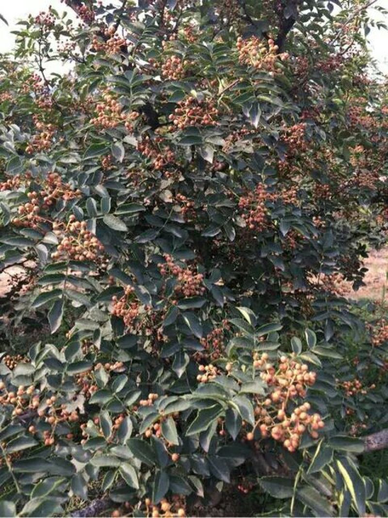 花椒苗1~2年大红袍花椒苗，无刺花椒苗等