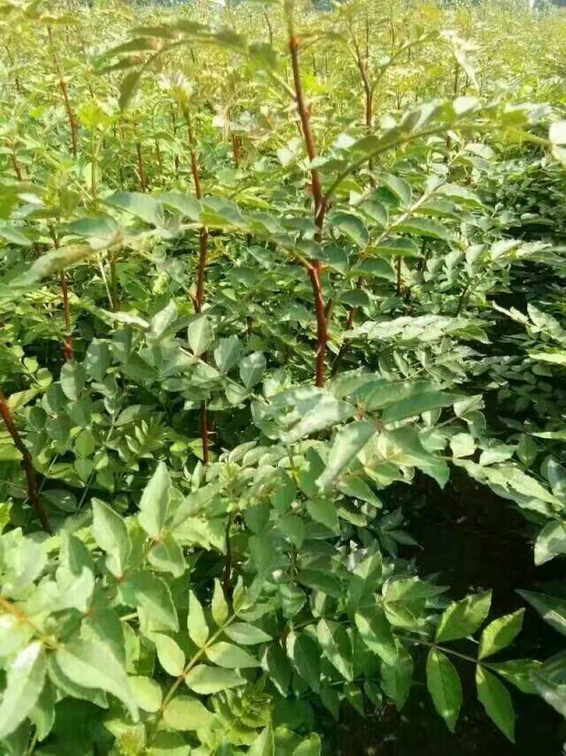 花椒苗1~2年大红袍花椒苗，无刺花椒苗等