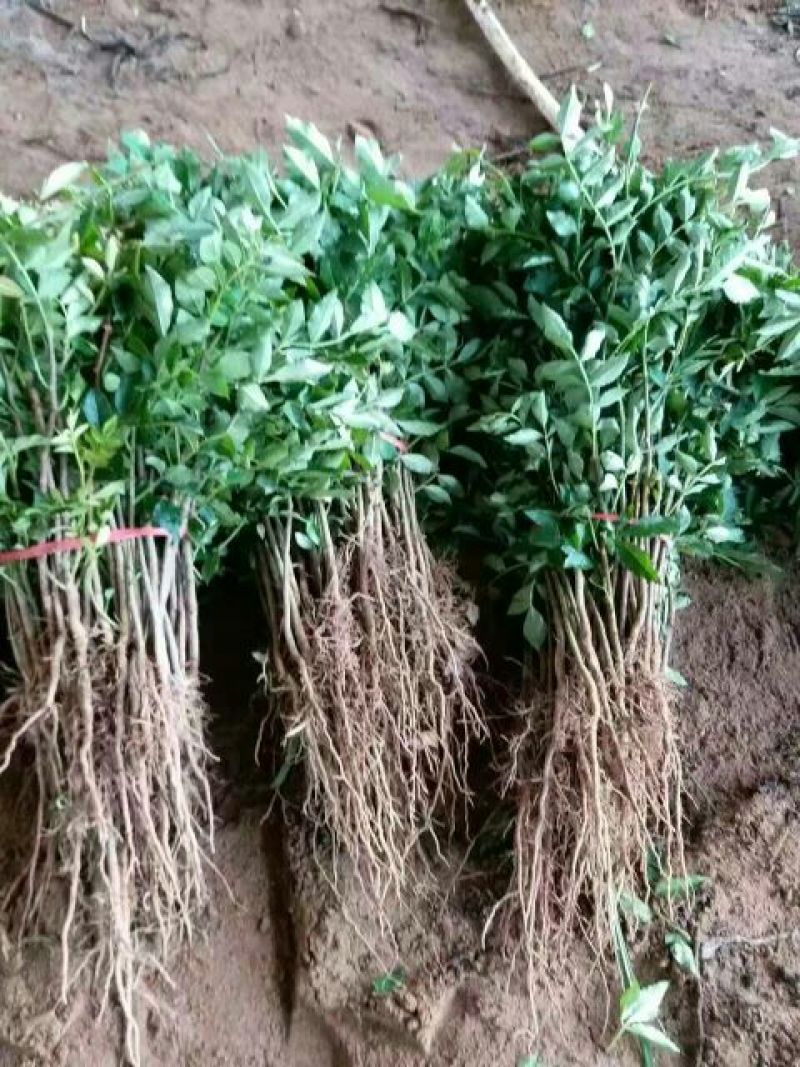 花椒苗1~2年大红袍花椒苗，无刺花椒苗等